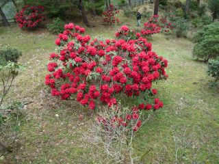 赤い石楠花
