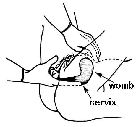 cervix