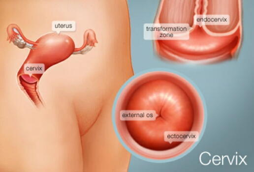 cervix antomy