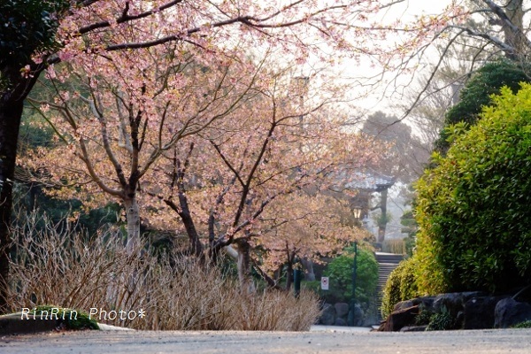 能仁寺桜の道