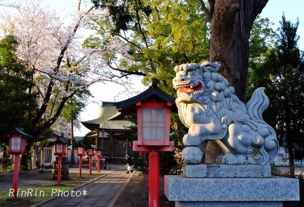 八幡神社桜