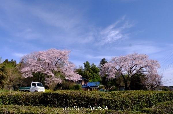 岩渕・民家の桜
