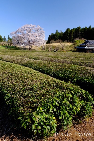 岩渕茶畑と桜縦