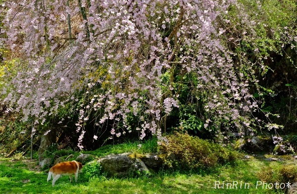 正覚寺裏の桜