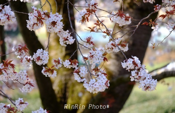 岩渕桜